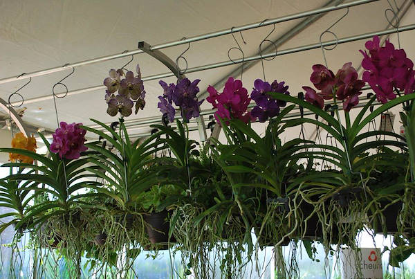 Costa Farms, concept espositivo