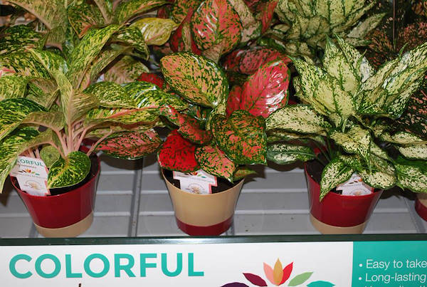 Costa Farms, concept espositivo