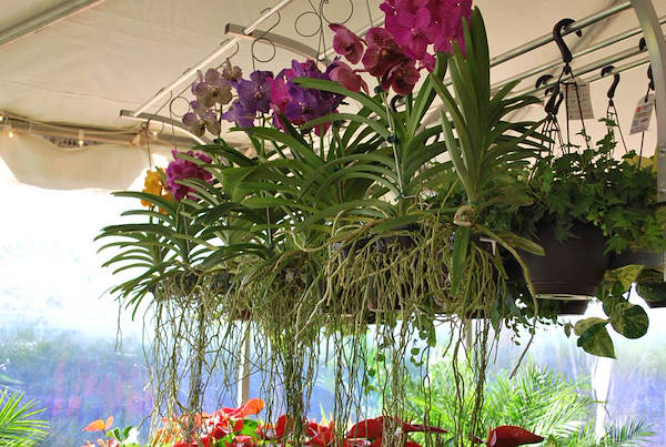 Costa Farms, concept espositivo