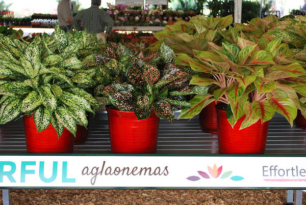 Costa Farms, concept espositivo