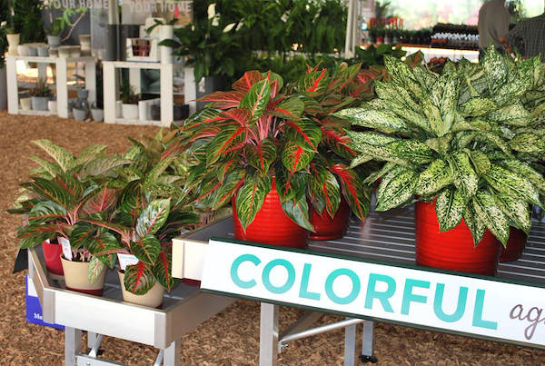 Costa Farms, concept espositivo