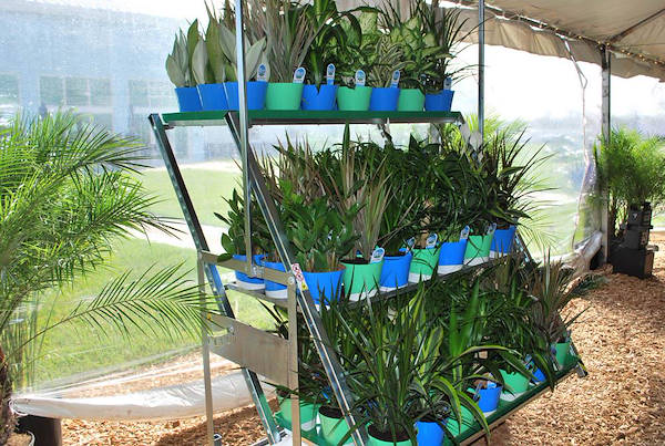 Costa Farms, concept espositivo