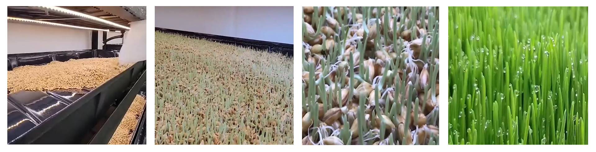 Cultivo de forrajes en una "granja vertical" hidropónica de interior