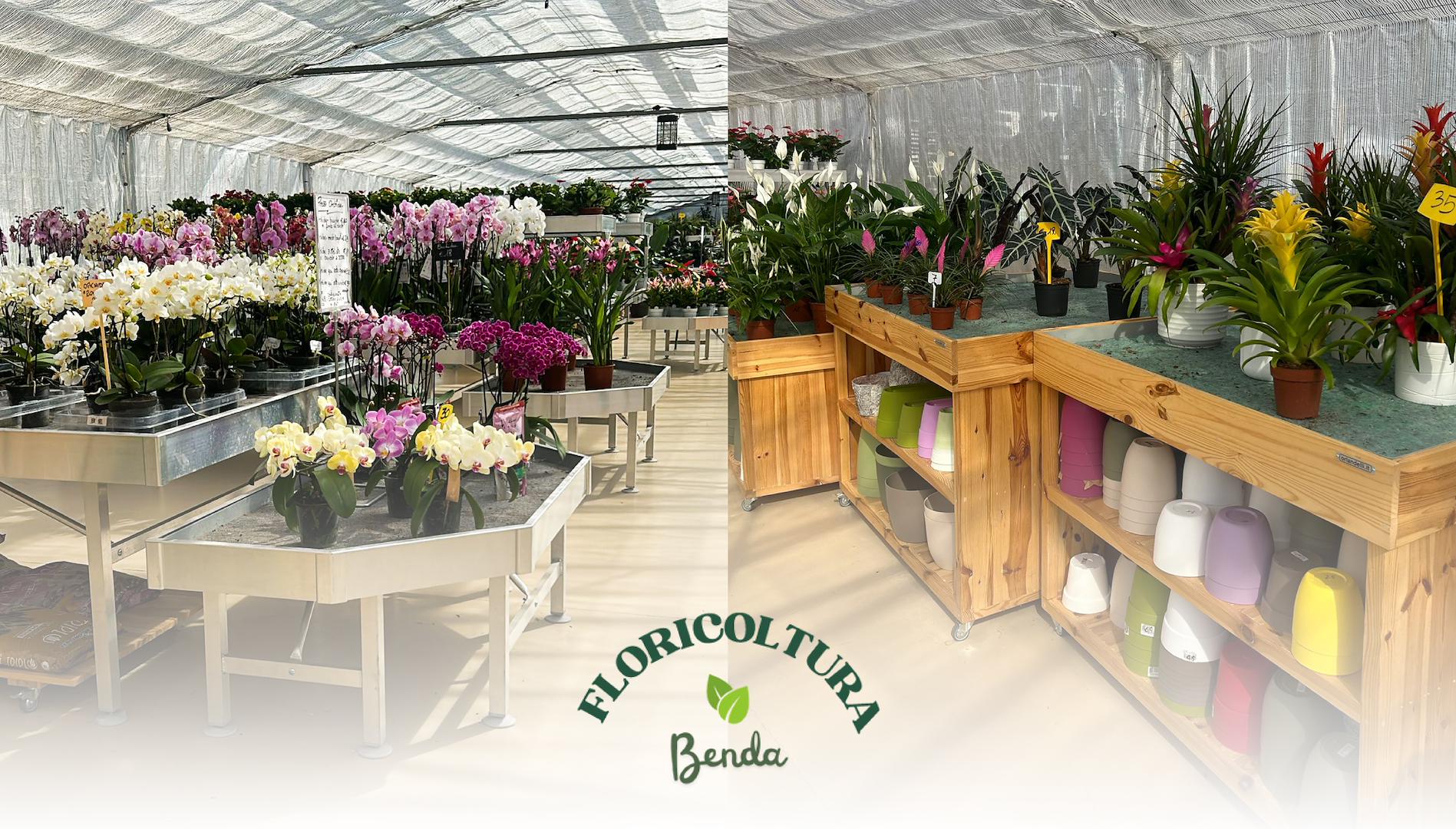 من المشتل إلى المركز الحدائقي: إعادة تصميم Floricoltura Benda