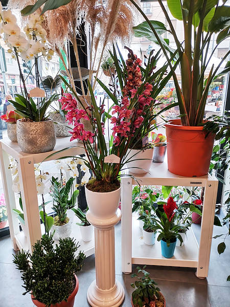 El Oasi dei fiori de Milán se renueva con un diseño juvenil y elegante