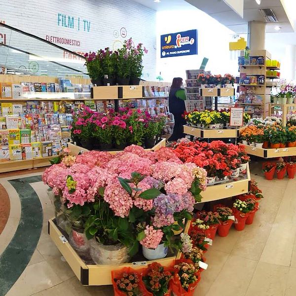 سداسية ، خط الخشب أمور