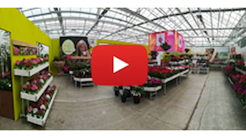 فلاور تريالز 2017