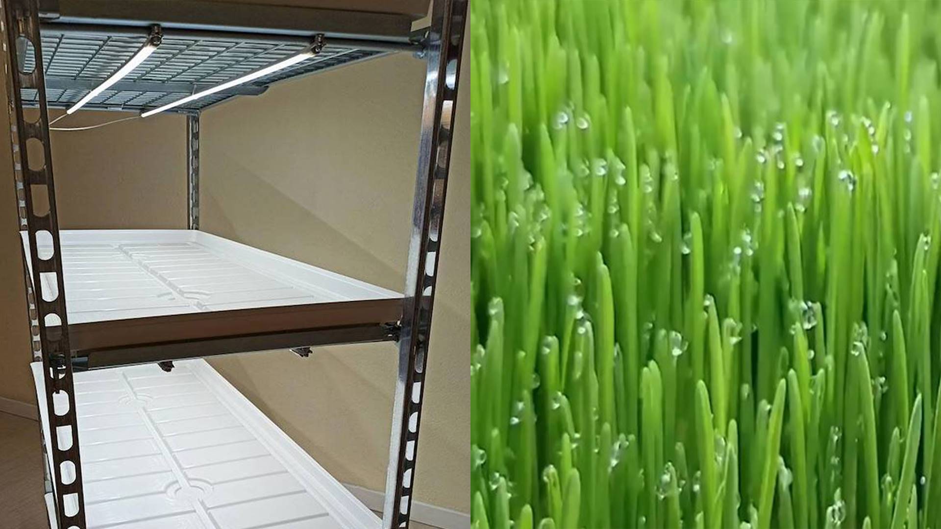 178 / 5.000 Cultiver du fourrage dans une « ferme verticale » hydroponique intérieure