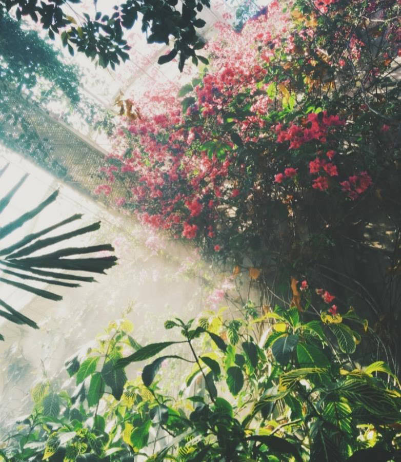  Nature’s Rx for Mental Wellness