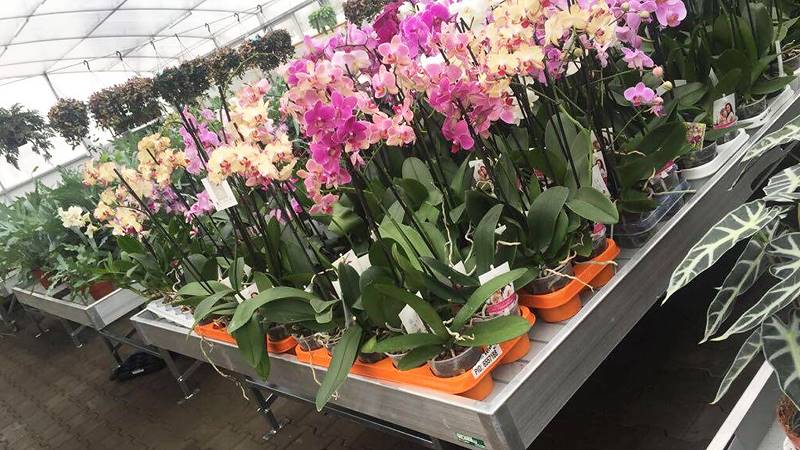 يجدد GreenVille نفسه بمقاعد دوارة