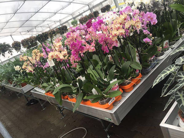 Greenville erneuert sich mit den Mobilproduktionstischen