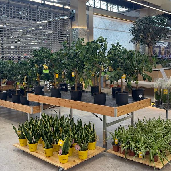 Gurt Flora elige el mobiliario de Orlandelli para su imponente tienda de Kyiv