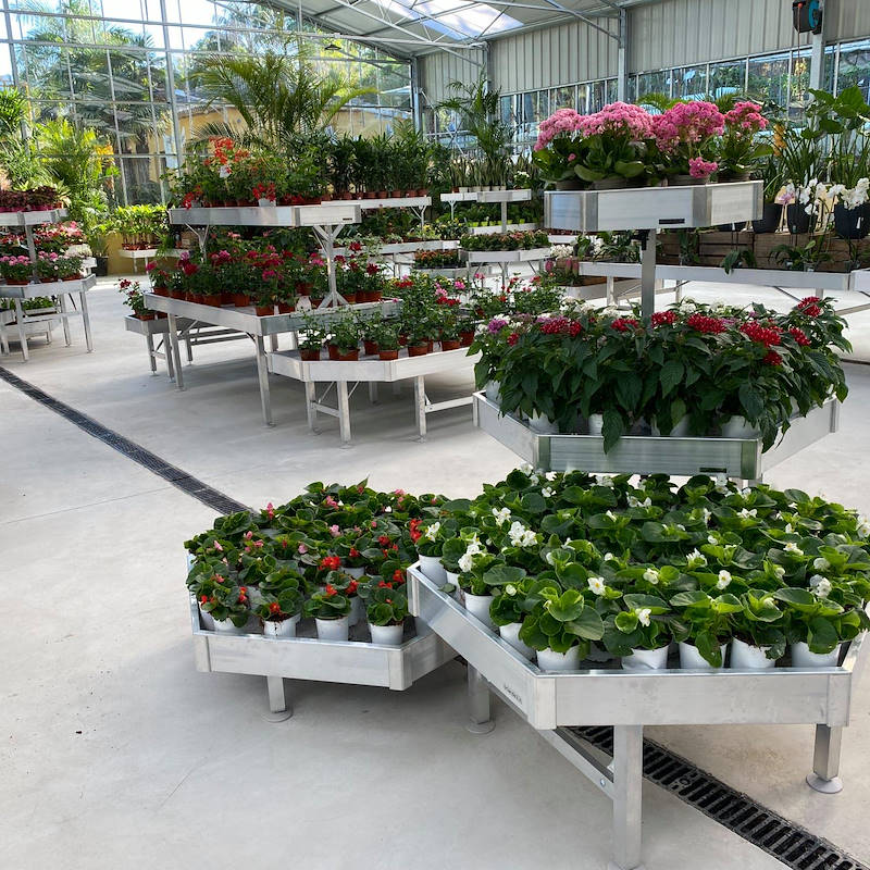 سداسية العرض