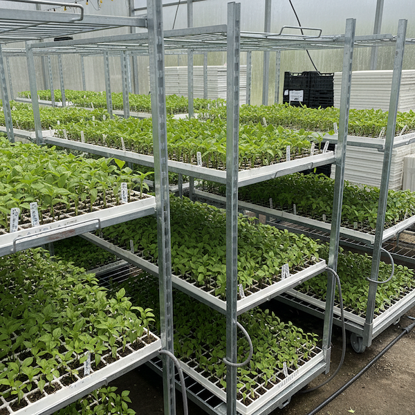 Carrello a griglia HortiPro