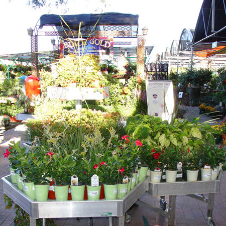 I bancali di Orlandelli in Arizona