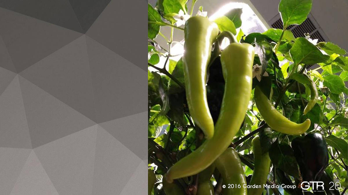 I trend 2017 del settore Garden