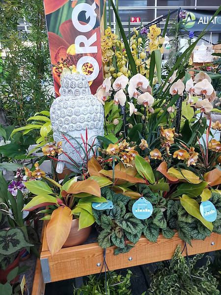 Iberflora 2021: Entdecken Sie die Standausstellung von Orlandelli