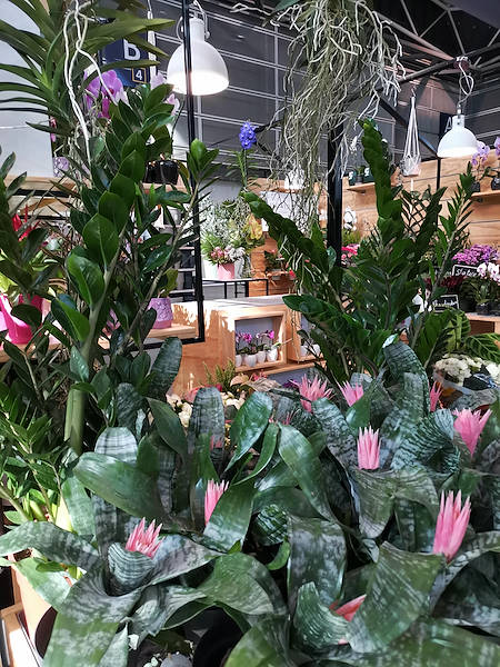 Iberflora 2021: scopri l'esposizione Orlandelli