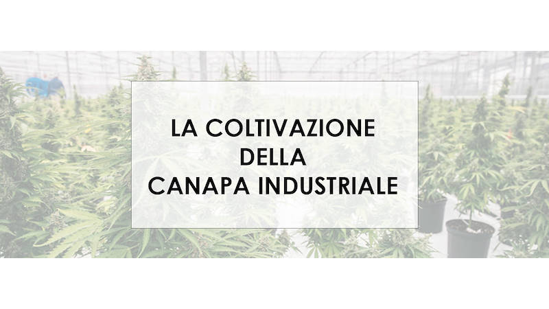 Il Boom della Canapa industriale