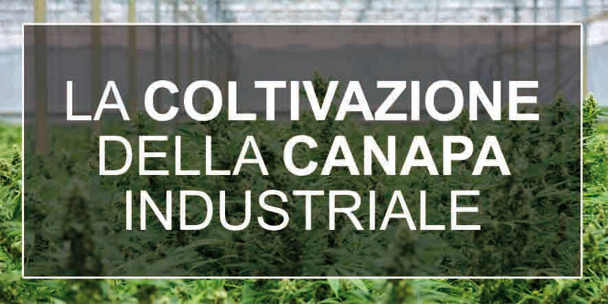 Il Boom della Canapa industriale