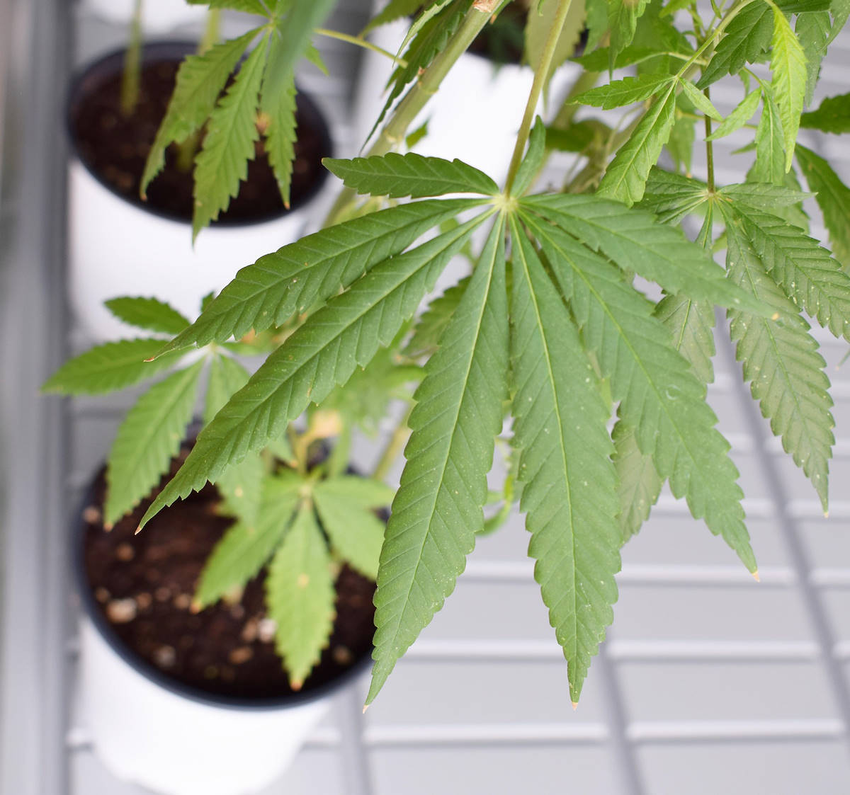 Il Boom della Canapa industriale