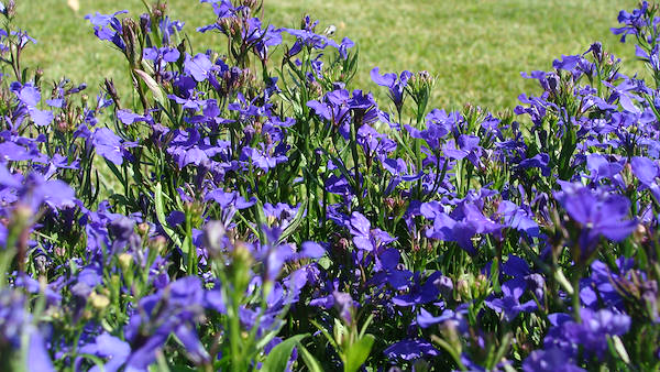 Il nostro Googlegiardino