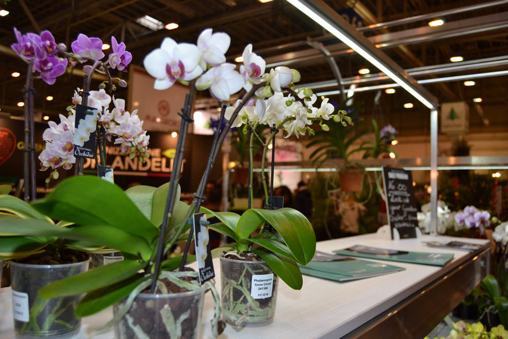 IPM Essen 2015: تم تقديم العديد من الابتكارات في مركز الإلهام