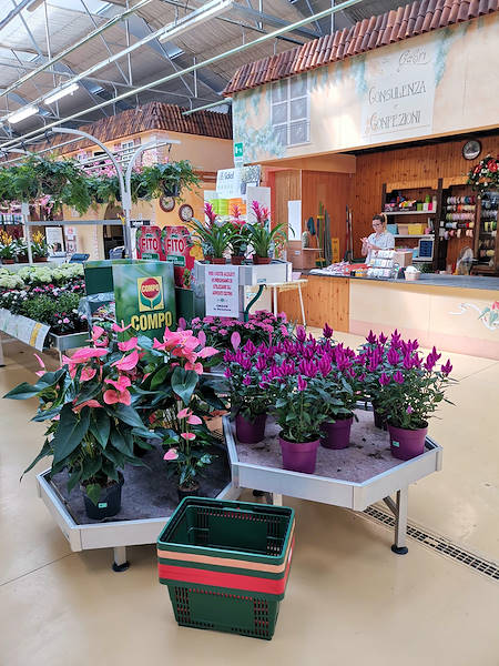 Jardinerie Mondo Verde, restyling de l’espace dédiée aux plantes d’intérieur