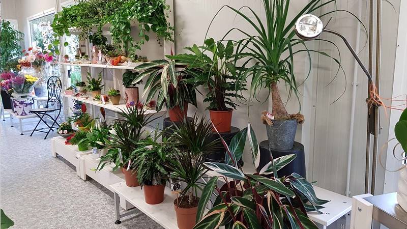 La Rosa di Jericho, il nuovo negozio di fiori a Marchirolo