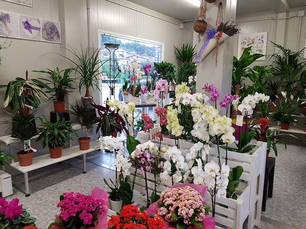 La Rosa di Jericho, il nuovo negozio di fiori a Marchirolo