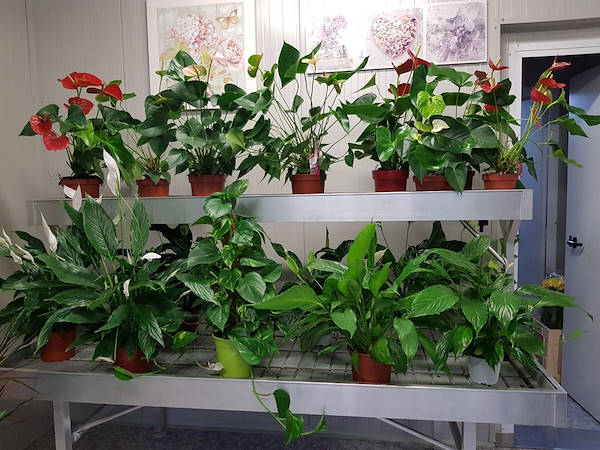 La Rosa di Jericho, il nuovo negozio di fiori a Marchirolo