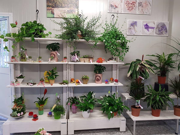 La Rosa di Jericho, il nuovo negozio di fiori a Marchirolo