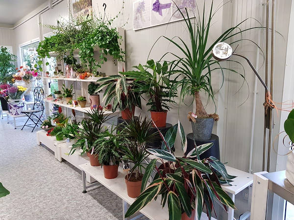 La Rosa di Jericho, il nuovo negozio di fiori a Marchirolo