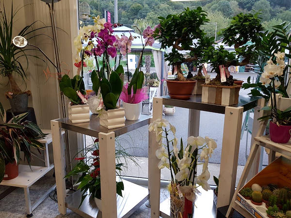 La Rosa di Jericho, il nuovo negozio di fiori a Marchirolo