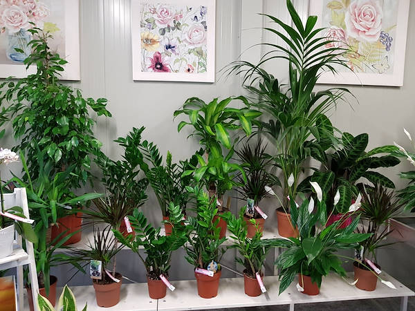 La Rosa di Jericho, il nuovo negozio di fiori a Marchirolo