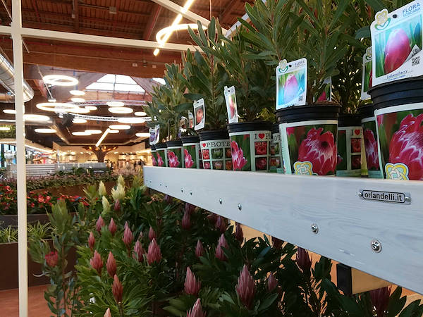 La Serra di Flora Toscana