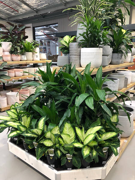 Le nouveau Garden Center Flower Power