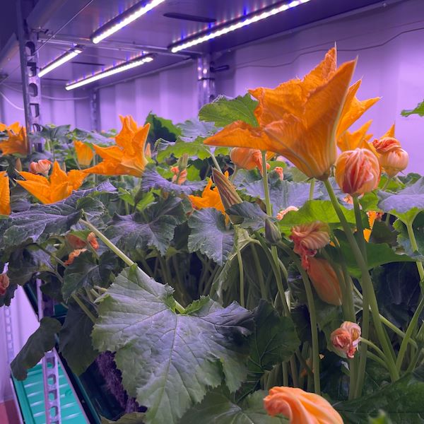 Erleben Sie den Einkaufswagen mit LED-Beleuchtung 60 Tage lang!