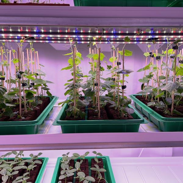 Format CAMERA DI GERMINAZIONE