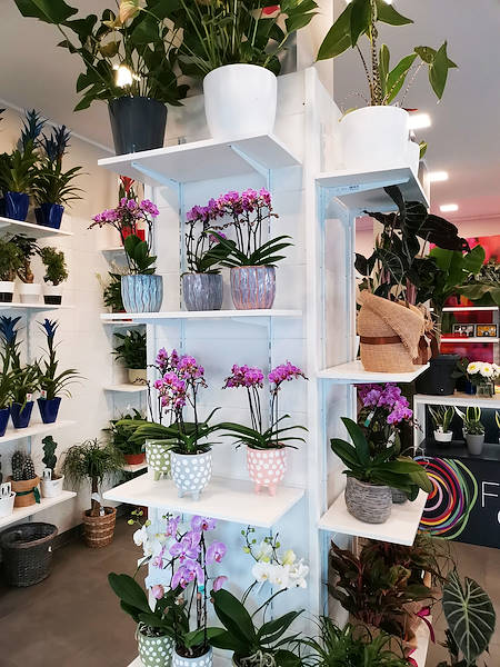 L’Oasi dei fiori a Milano si rinnova con un layout giovane ed elegante