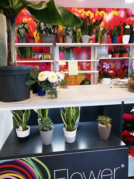 L’Oasi dei fiori a Milano si rinnova con un layout giovane ed elegante