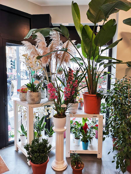 L’Oasi dei fiori a Milano si rinnova con un layout giovane ed elegante
