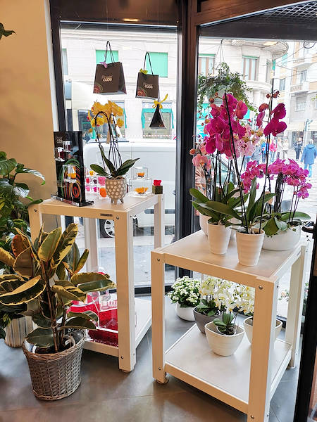 L’Oasi dei fiori a Milano si rinnova con un layout giovane ed elegante