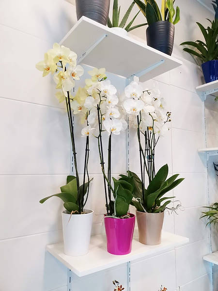 L’Oasi dei fiori a Milano si rinnova con un layout giovane ed elegante