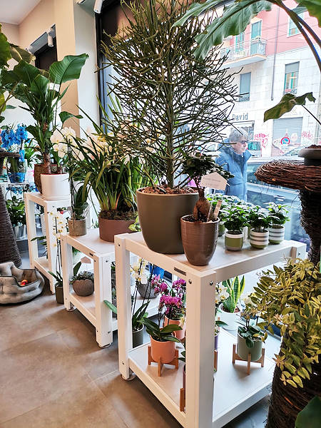 L’Oasi dei fiori a Milano si rinnova con un layout giovane ed elegante