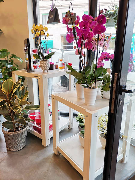 L’Oasi dei fiori a Milano si rinnova con un layout giovane ed elegante