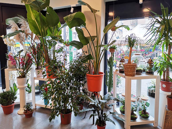 L’Oasi dei fiori a Milano si rinnova con un layout giovane ed elegante