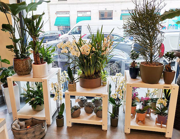 L’Oasi dei fiori a Milano si rinnova con un layout giovane ed elegante