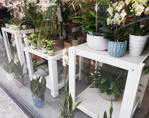 L’Oasi dei fiori a Milano si rinnova con un layout giovane ed elegante