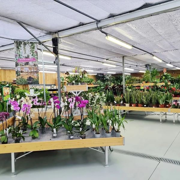 Holztisch Linie AMOR